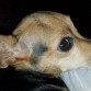 Cuca